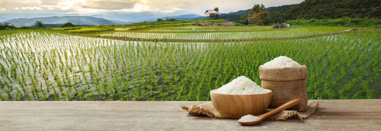 برنج دهقان
